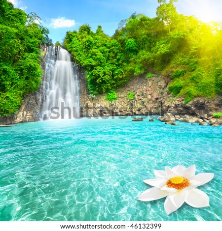Beautiful lotus flower in waterfall pool. Vietnam