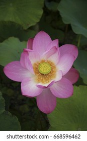 Beautiful lotus flowers