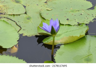 Beautiful Lotus Flowers Bloom In A Rainwater Pond On The Outskirts Of Bangkok In Thailand.