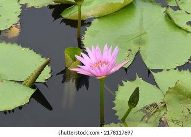 Beautiful Lotus Flowers Bloom In A Rainwater Pond On The Outskirts Of Bangkok In Thailand.