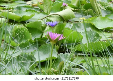 Beautiful Lotus Flowers Bloom In A Rainwater Pond On The Outskirts Of Bangkok In Thailand.