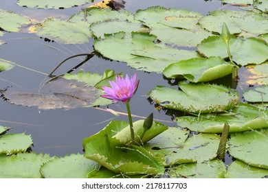 Beautiful Lotus Flowers Bloom In A Rainwater Pond On The Outskirts Of Bangkok In Thailand.