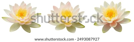 Similar – Image, Stock Photo Water lily blooming on a pond