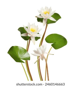 Beautiful lotus flowers with long stems isolated on white - Powered by Shutterstock