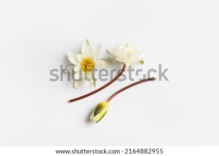 Beautiful lotus flowers on white background