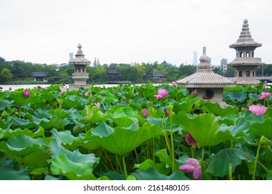 a beautiful lotus garden within the jingshan temple scenic area in zhenjiang china jiangsu province on an overcast day. - Shutterstock ID 2161480105
