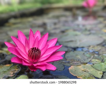 Beautiful Lotus In Kerala Gods Own Country