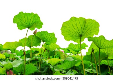 Beautiful lotus leaf background in the pond