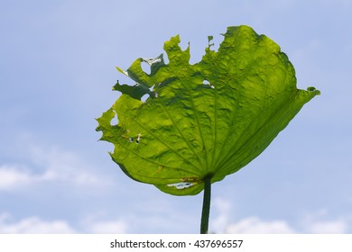 Beautiful lotus leaf that leaves tattered and blue sky background