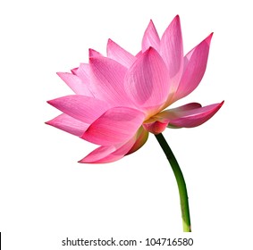 Beautiful lotus(Single lotus flower isolated on white background) - Powered by Shutterstock