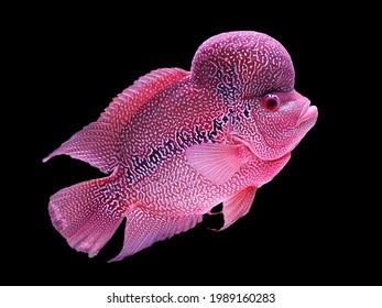 Beautiful Louhan Exotic Pet Fish In Aquarium, Flowerhorn Chiclid Fish, Crossbreed Animal, Black Dark Background