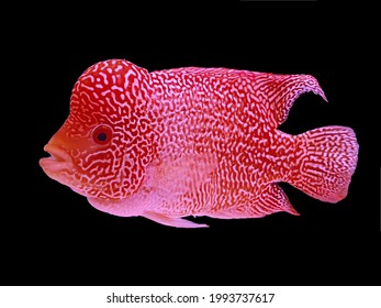 Beautiful Louhan Exotic Pet Fish In Aquarium, Flowerhorn Chiclid Fish, Crossbreed Animal, Black Dark Background