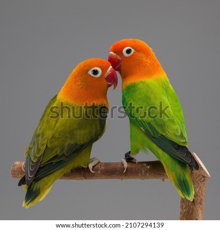 beautiful Lovebirds represent in love