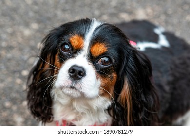 The beautiful and lovely dog Cavalier King Charles Spaniel is looking into the close up lens