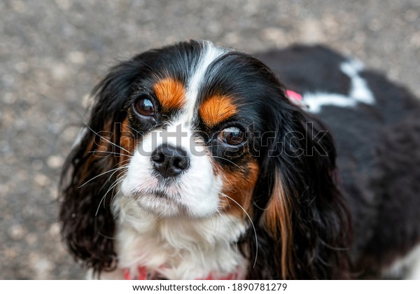 The beautiful and lovely dog\
Cavalier King Charles Spaniel is looking into the close up\
lens