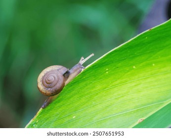 Beautiful lovely snail in grass with morning. Snail on green leaf. A snail crawling on a green leaf - Powered by Shutterstock