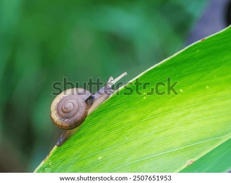 Similar – Image, Stock Photo Snail on a green leaf with snail droppings. Cepaea nemoralis. Grove snail or brown lipped snail without dark banding, close up.