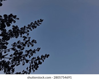 A beautiful low-angle view of a tree trunk and lush green leaves stretching toward a crystal-clear evening sky. The cloudless background and warm natural light create a peaceful atmosphere, highlighting the elegance of nature and the impressive height of the tree.
