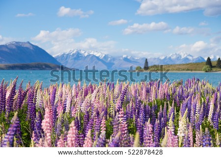 Beautiful lupine flower in Lake Tekapo, New Zealand