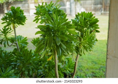 Beautiful, Luscious Green Succulent Over 20 Years Old