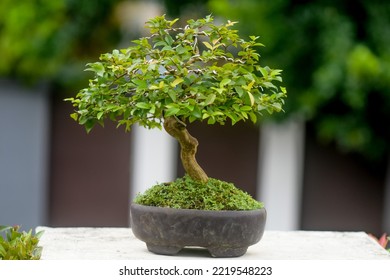 Beautiful Lush Bonsai With Shady Leaves, Very Detailed Character