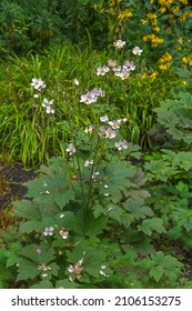 Beautiful Lush Bush  Hybrid Japanese Anemone, Late Autumn