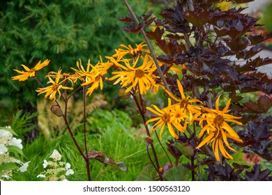 Rudbeckia Bush Images Stock Photos Vectors Shutterstock