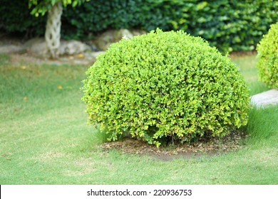 Beautiful Lush Bushes In Garden