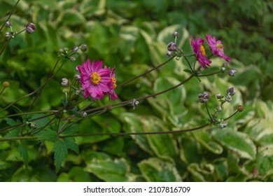 Beautiful Lush Garden Anemone Bush, During The Flowering Period