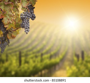 Beautiful Lush Grape Vine In The Morning Mist And Sun With Room For Your Own Text On Blurry Vineyard Background.