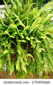 A Beautiful Lush Green Boston Fern In A Hanging Basket.