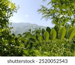 beautiful Lush Green leafs and trees in Bhurban Valley Murree Pakistan