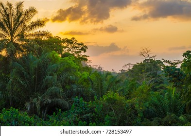 Beautiful lush green West African rain forest during amazing sunset, Liberia, West Africa