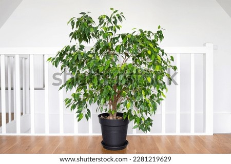 Beautiful lush houseplant Ficus benjamina, commonly known as weeping fig, benjamin fig or ficus tree growing in modern white home room.