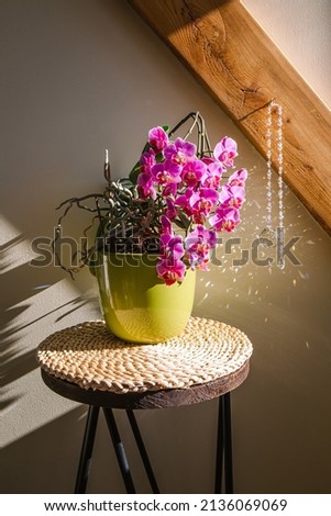 Beautiful lush pink blossom potted Orchid flower in home with round suncatcher hanging and casting light effect and rainbow reflection on sunny spring morning.