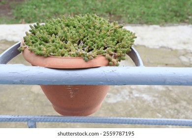 A beautiful lush succulent plant placed in a terracotta pot situated on a railing outdoors - Powered by Shutterstock