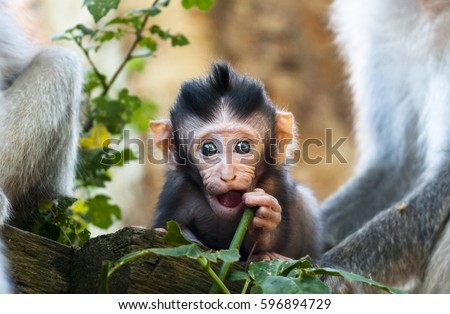 beautiful macaque baby discovering Ubud forest in Monkey forest, Bali Indonesia