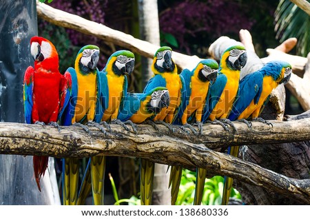 Beautiful of macaw