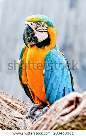 Beautiful macaw