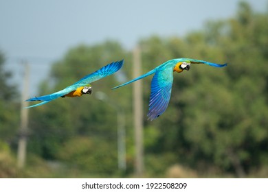 Beautiful macaw (Blue and Yellow Macaw)  flies freely in the blue sky.