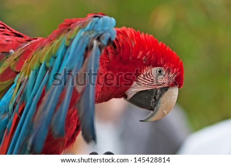 Beautiful Macaw parrot closeup