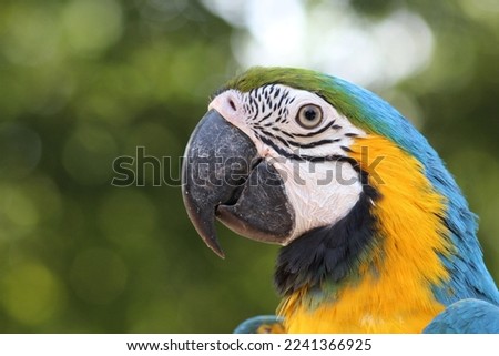 Beautiful Macaw yellow and blue parrot