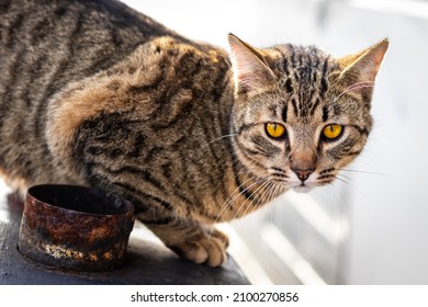 Beautiful mackerel tabby cat caught in the act of preparing to pounce - Powered by Shutterstock