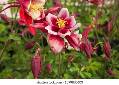 Beautiful macro of aquilegia perennial plant in the garden - Shutterstock ID 1399880603