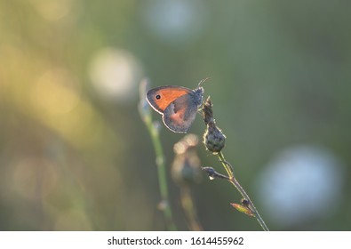 Beautiful macro butterfly in meadow at sunset gold light Small Heath Coenonympha pamphilus butterfly resting on meadow wildflower with magical sun light at golden hour and bokeh in background