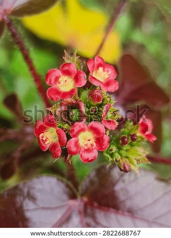 A beautiful macro closeup of a cluster of tiny red Jatropha tanjorensis flowers with yellow centers, covered in fresh raindrops after monsoon rain. The flowers are blooming with buds and berries. The background has dark maroon leaves and green bokeh. Captured in rural West Bengal, India. Perfect for nature, monsoon, freshness, beauty, and botanical concepts.