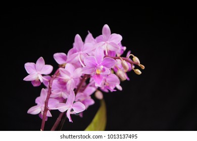 a beautiful macro closeup of a pink purple Phalaenopsis equestris orchid flower botanical species branch isolated on black 