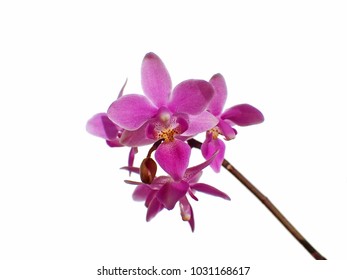 a beautiful macro closeup of a purple pink Phalaenopsis equestris botanical orchid species flower branch isolated on white with space for text