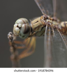 Beautiful Macro Detail Of Dragon Fly Eye