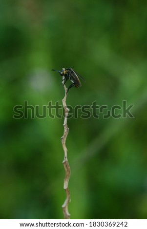 Similar – Image, Stock Photo The fly that wanted to be a bee